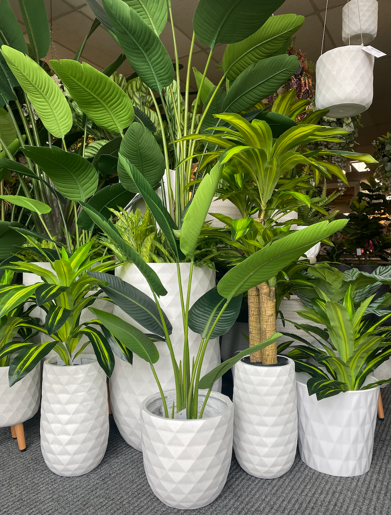 Indoor pot plants in store