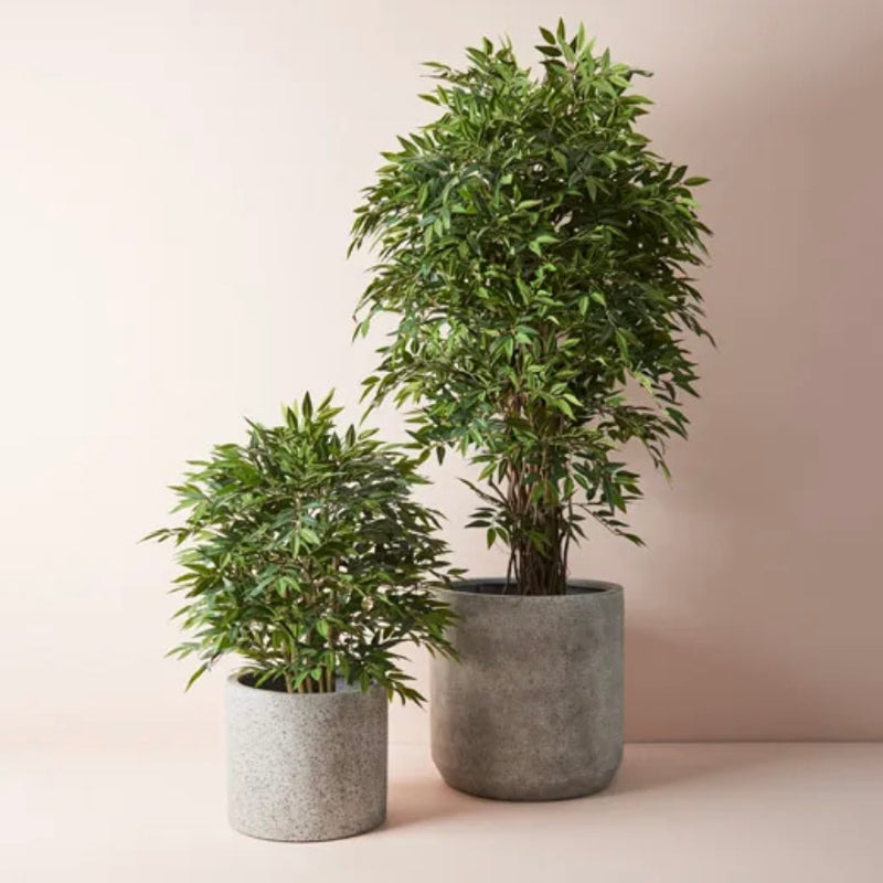 Ruus Tree Ruscus Tree | Artificial Plants Australia | Plant Image