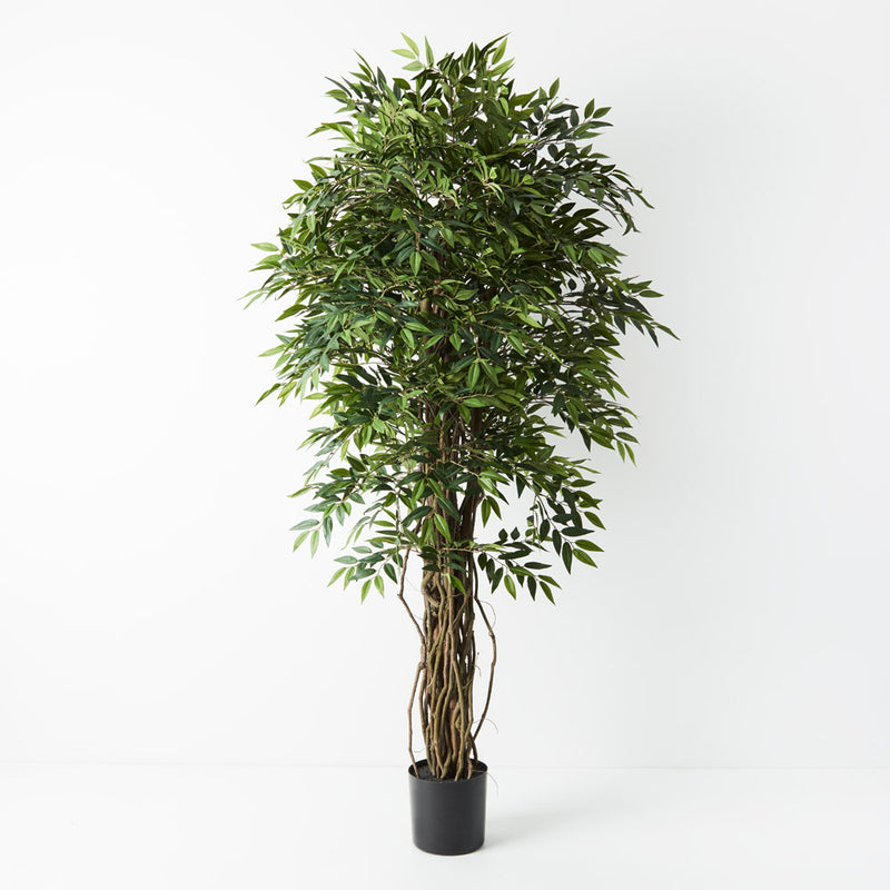 Ruscus Tree | Artificial Plants Australia | Plant Image