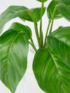 Aglaonema Bush – Green (Outdoor, 30cm)