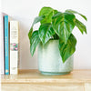 Aglaonema Bush – Green (Outdoor, 30cm)
