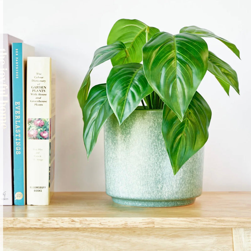 Aglaonema Bush – Green (Outdoor, 30cm)
