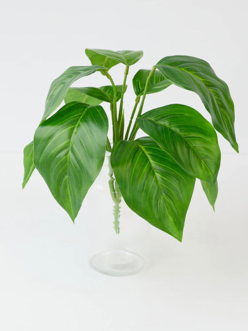Aglaonema Bush – Green (Outdoor, 30cm)