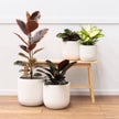 Atlas Egg Pot – Moss Green