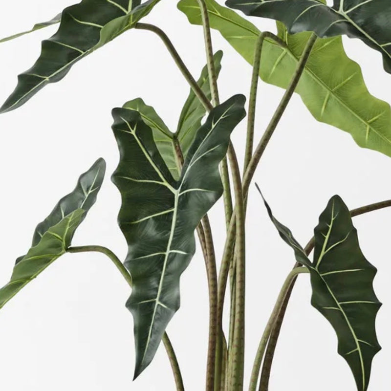 Alocasia Plant – Green | Pre-Potted in Garden Pot (120cm)