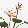 Bird of Paradise Plant – Orange/Green