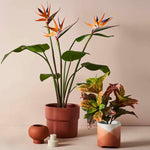 Bird of Paradise Plant – Orange/Green