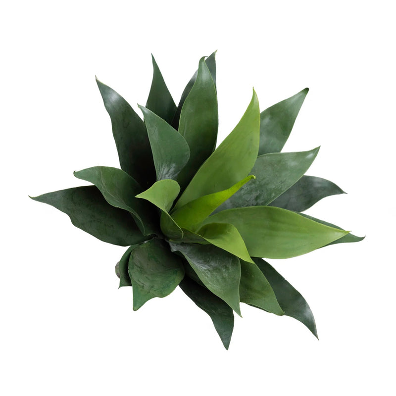 Agave Bush – Green (40cm)
