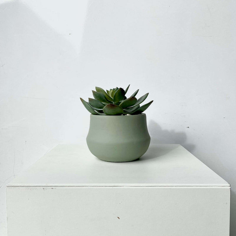 succulent pot in australia LARGE SUCCULENT POT | Artificial Plants Australia