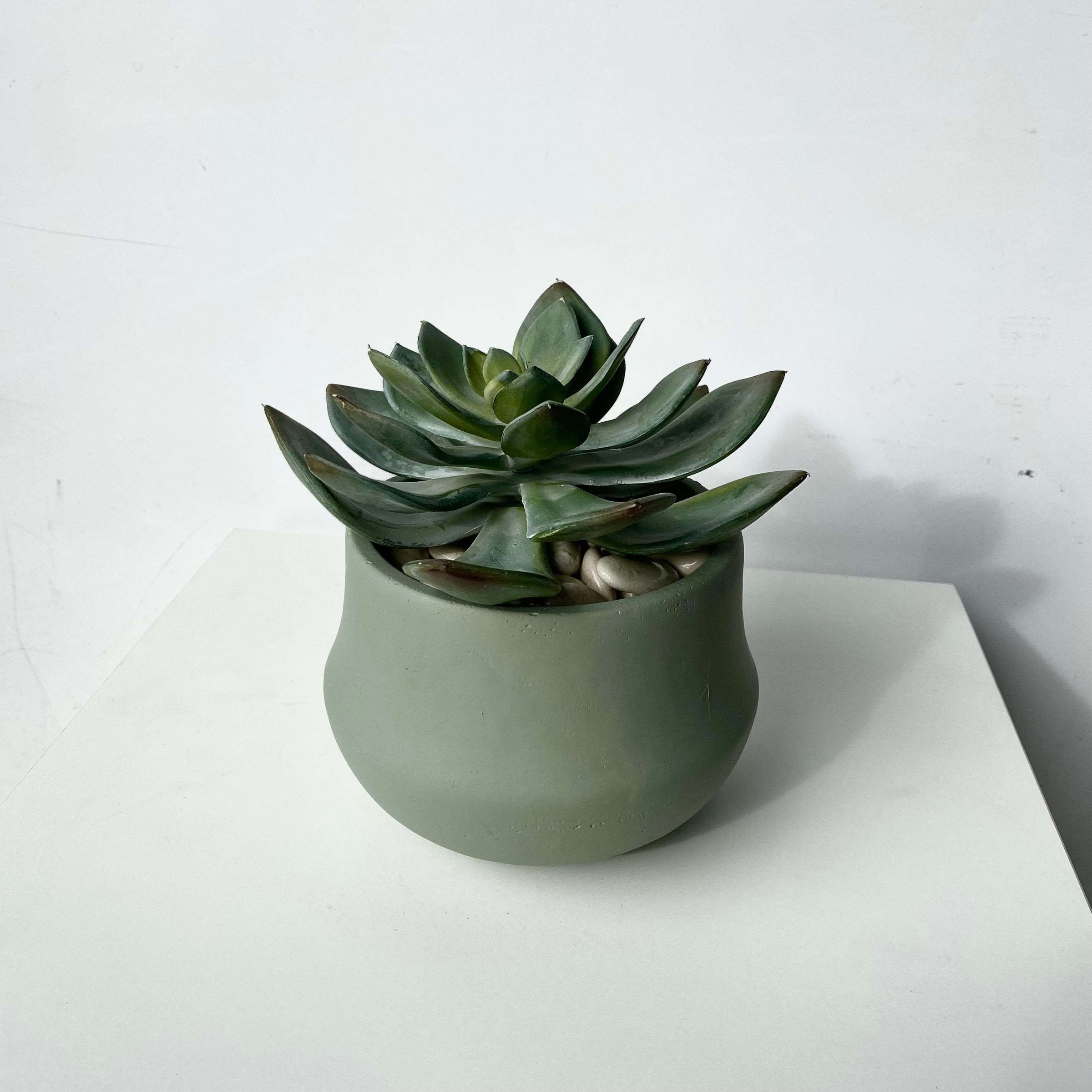 succulent pot in australia LARGE SUCCULENT POT