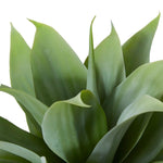 Agave Nova Plant – Grey Green (38cm)