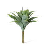 Agave Nova Plant – Grey Green (38cm)