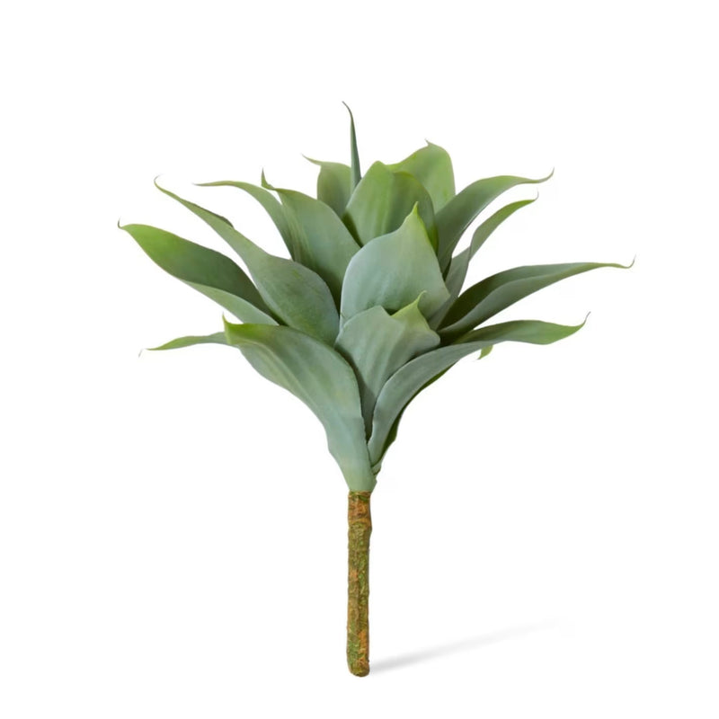 Agave Nova Plant – Grey Green (38cm)