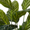 Aglaonema Plant Potted