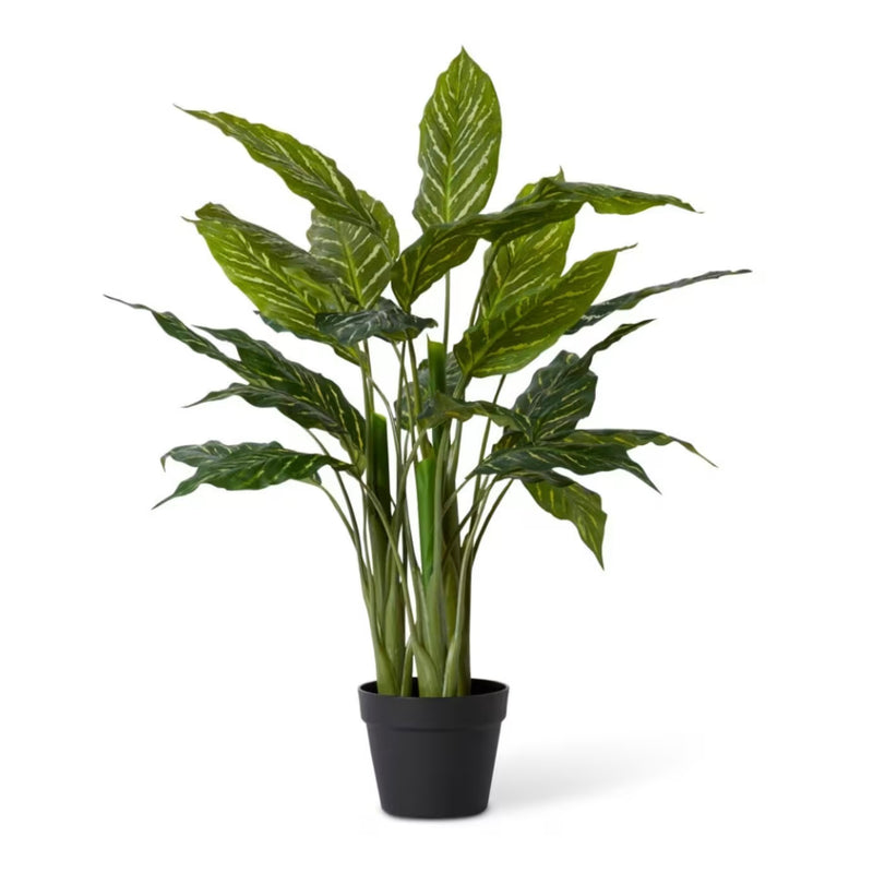 Aglaonema Plant Potted
