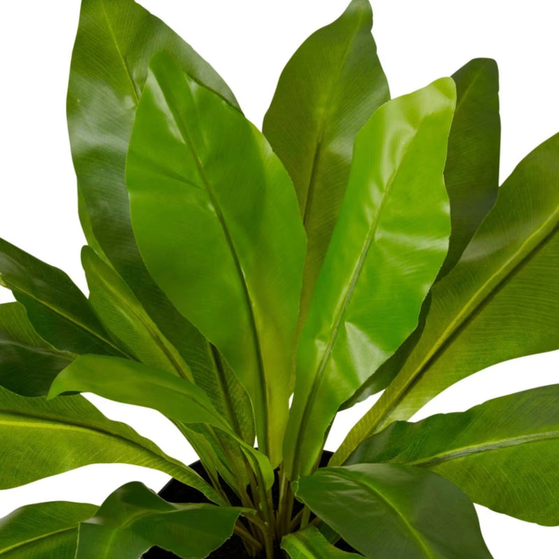 Bird’s Nest – Green | Pre-Potted in Garden Pot