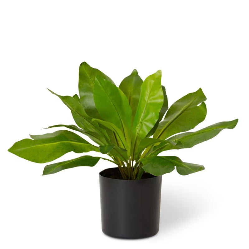Bird’s Nest – Green | Pre-Potted in Garden Pot