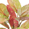 Aglaonema Plant – Green Red | Pre-Potted in Garden Pot