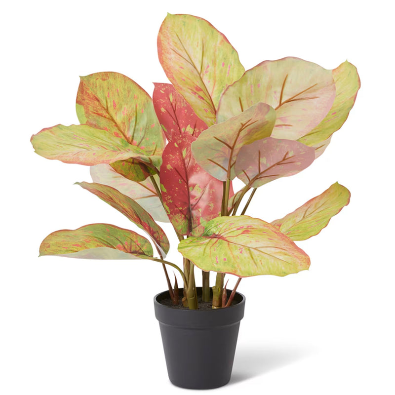 Aglaonema Plant – Green Red | Pre-Potted in Garden Pot