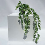 HANGING RUSCUS POTTED PLANT - Plant Image
