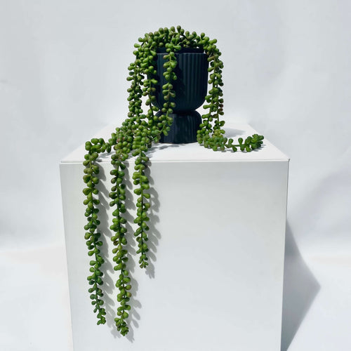 STRING OF PEARLS PLANT