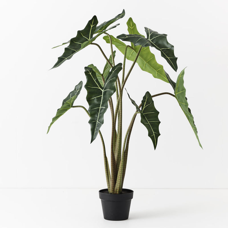 Alocasia Plant – Green | Pre-Potted in Garden Pot (120cm)
