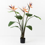 Bird of Paradise Plant – Orange/Green