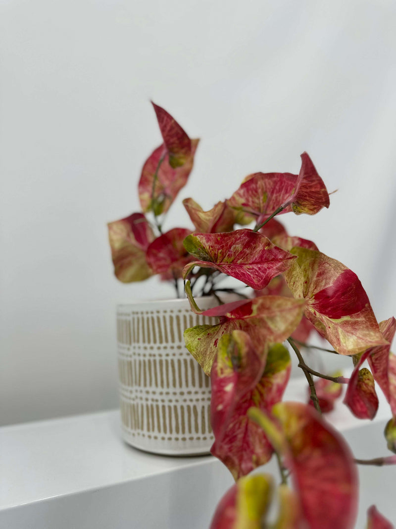 PINK GREEN ANTHURIUM PLANT