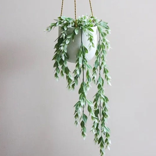 HANGING RUSCUS POTTED PLANT - Plant Image